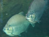 piranha.