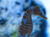 sea horse.