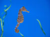 sea horse.