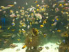 coral reef.