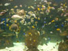 coral reef.