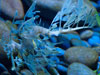 sea dragon.