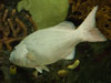 fish.