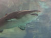 shark.