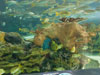 reef.