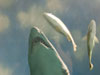 shark.