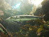 baracuda.