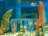 fish tank.
