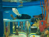 fish tank.