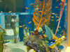 fish tank.