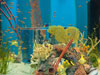 fish tank.