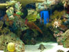 coral.