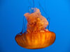 jelly fish.
