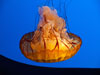 jelly fish.