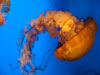 jelly fish.