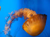 jelly fish.