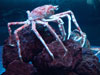 crab.