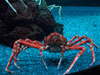 crab.