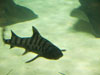 tiger shark.