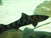 tiger shark.