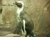 penquin.