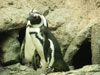 penquin.