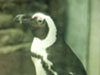 penquin.