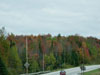 Fall colors.