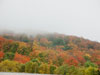 Fall colors.