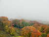 Fall colors.