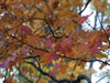Fall colors.