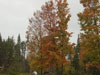 Fall colors.