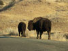 Badlands,ND.