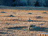 Badlands,ND.
