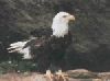Baldeagle picture 1