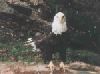 Baldeagle picture 2