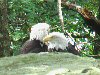Baldeagle picture 3