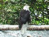 Baldeagle picture 4