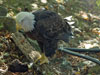 Baldeagle picture 5