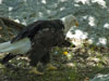 Baldeagle picture 6