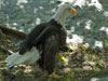 Baldeagle picture 7
