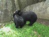Bear picture 1