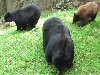 Bear picture 2