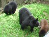 Bear picture 3