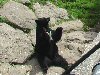 Bear picture 4