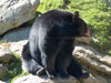 Bear picture 5
