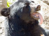 Bear picture 6