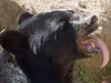 Bear picture 7
