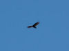 Birds flying overhead