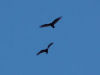 Birds flying overhead